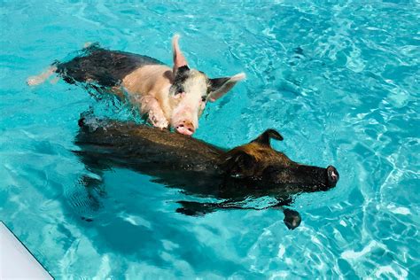 How to choose the Best Pig Island Tours from Nassau。